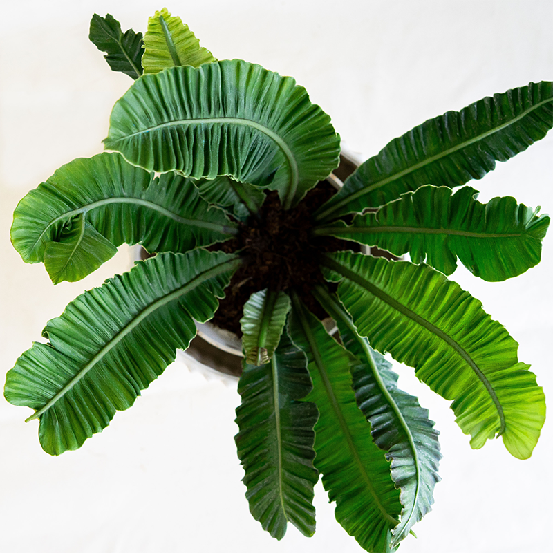 Bird's Nest Fern 8"