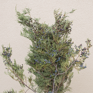 Blue Berried Cedar Bunch