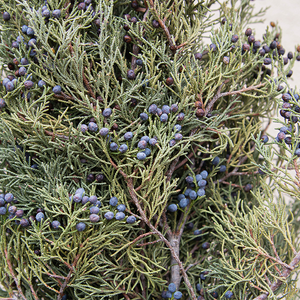 Blue Berried Cedar Bunch