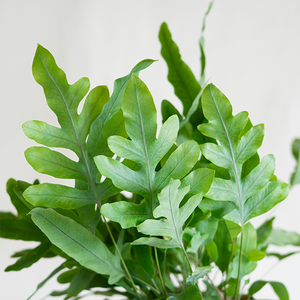 Blue Star Fern