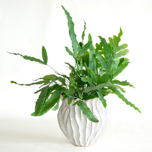Blue Star Fern