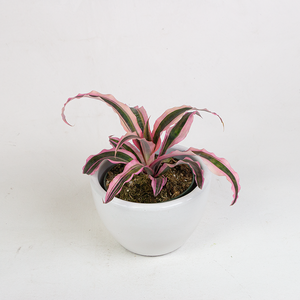 Bromeliad Cryptanthus 'Elaine' 5"