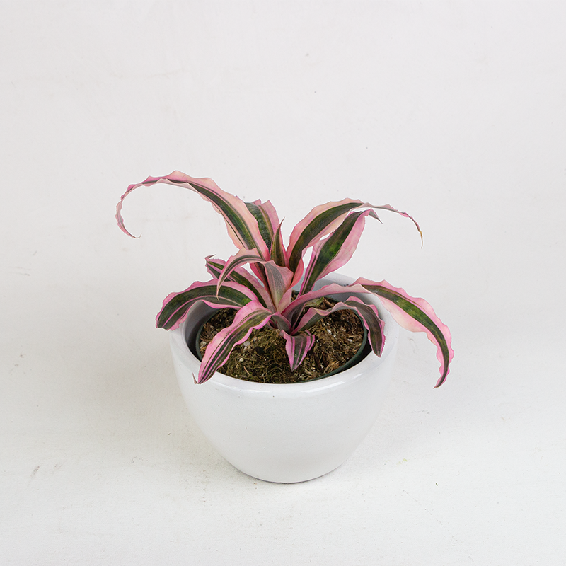 Bromeliad Cryptanthus 'Elaine' 5"