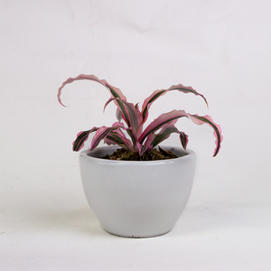 Bromeliad Cryptanthus 'Elaine' 5"