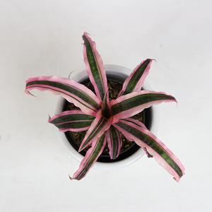 Bromeliad Cryptanthus 'Elaine' 5"