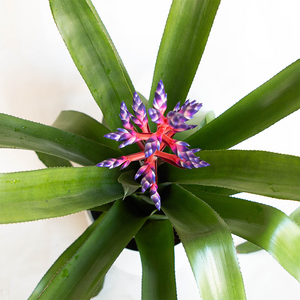 Bromeliad 'Blue Tango' 6"