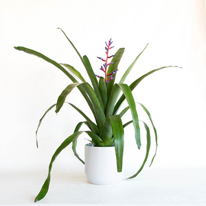 Bromeliad 'Blue Tango' 6"