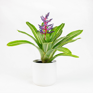 Bromeliad Aechmea 'Del Cielo' 6"