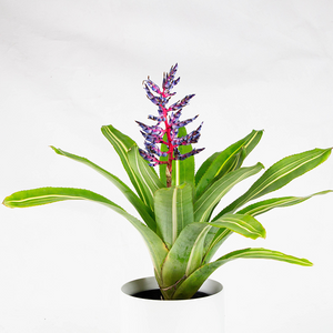 Bromeliad Aechmea 'Del Cielo' 6"