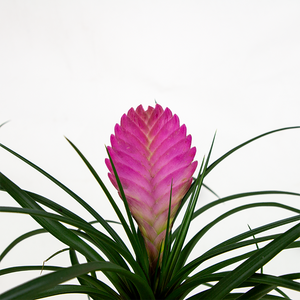 Bromeliad Cyanea 4"