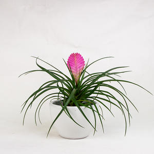 Bromeliad Cyanea 4"