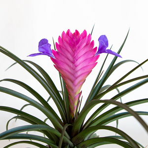 Bromeliad Cyanea 4"