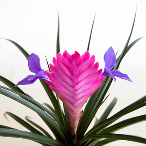 Bromeliad Cyanea 4"