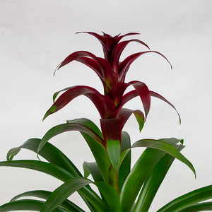 Bromeliad Guz 'Indian Knight Purple' 6"