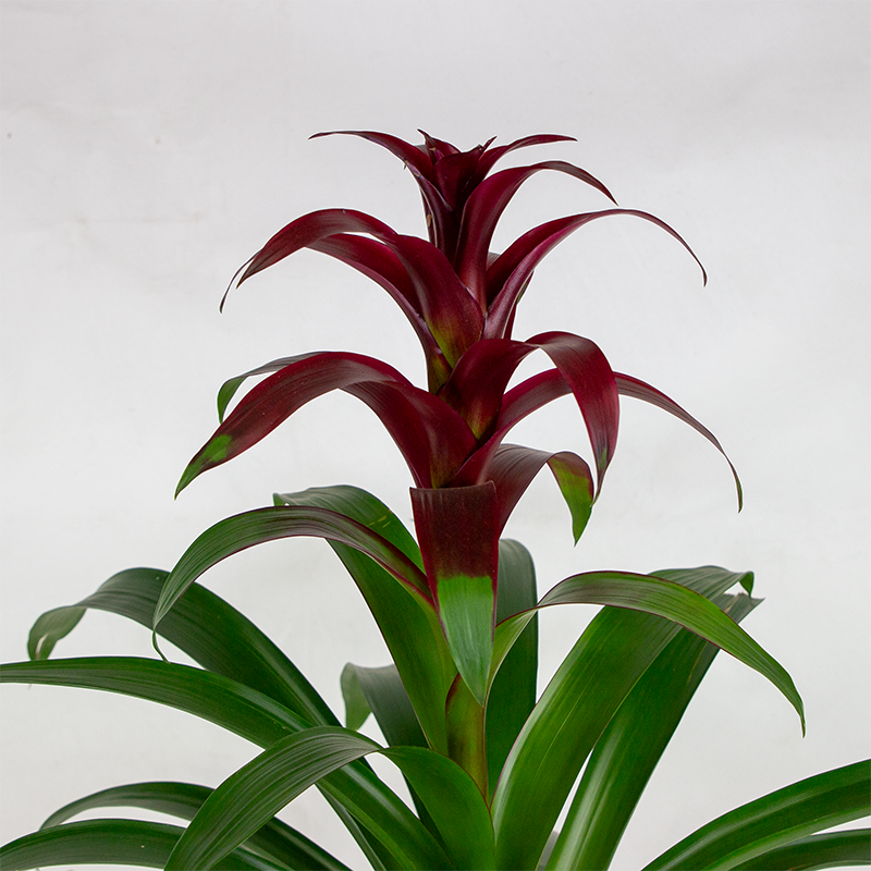 Bromeliad Guz 'Indian Knight Purple' 6"