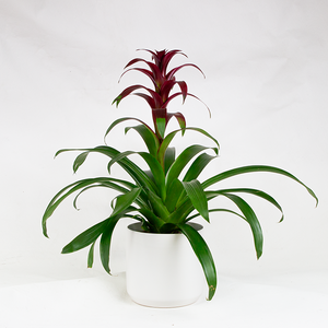 Bromeliad Guz 'Indian Knight Purple' 6"