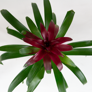 Bromeliad Guz 'Indian Knight Purple' 6"