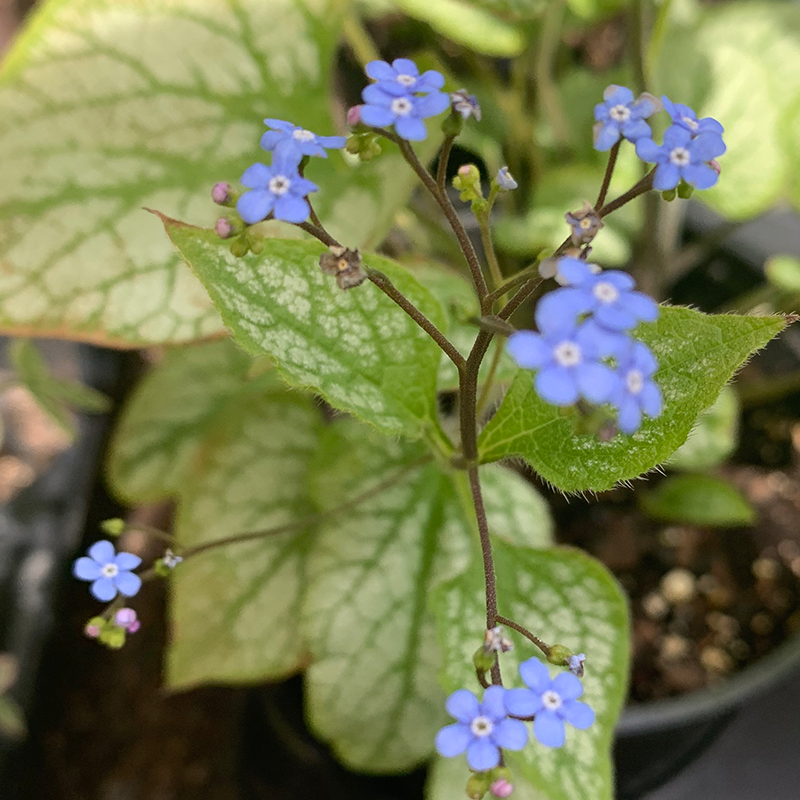 Brunnera mac 'Jack Frost' G01 - Bowood Farms