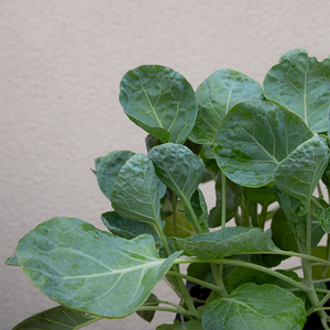 Brussels Sprouts 'Gladius F1' 6 Pack