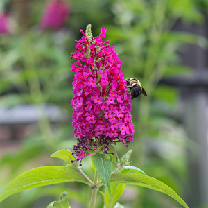 Buddleja 'Miss Molly'