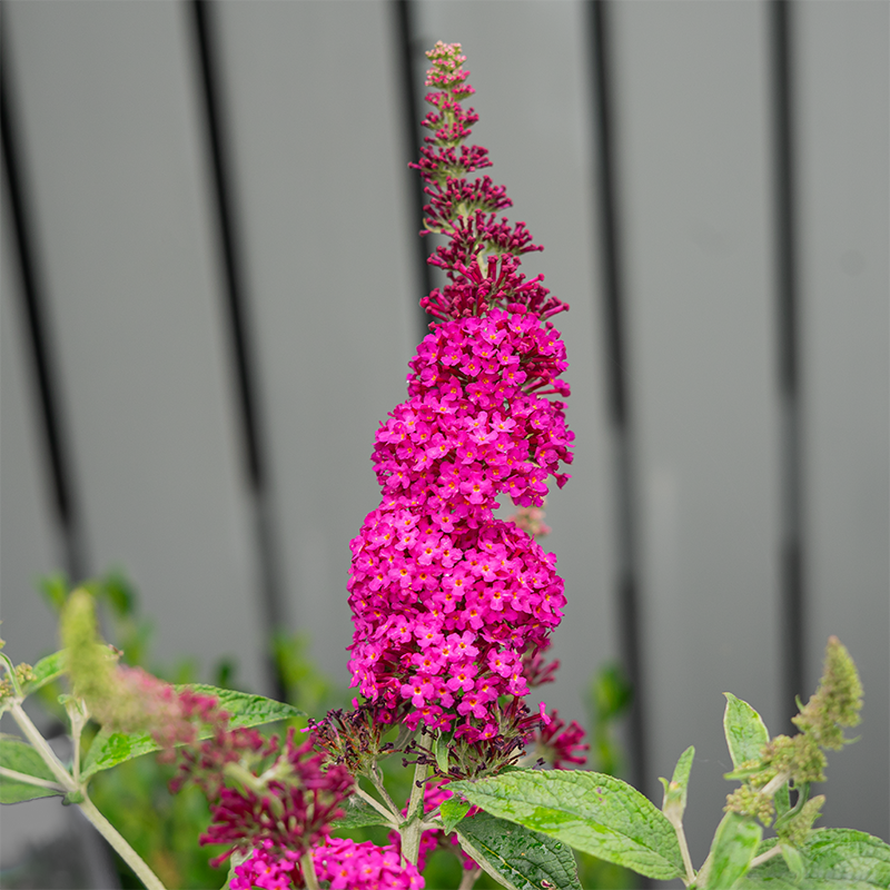 Buddleja 'Miss Molly'