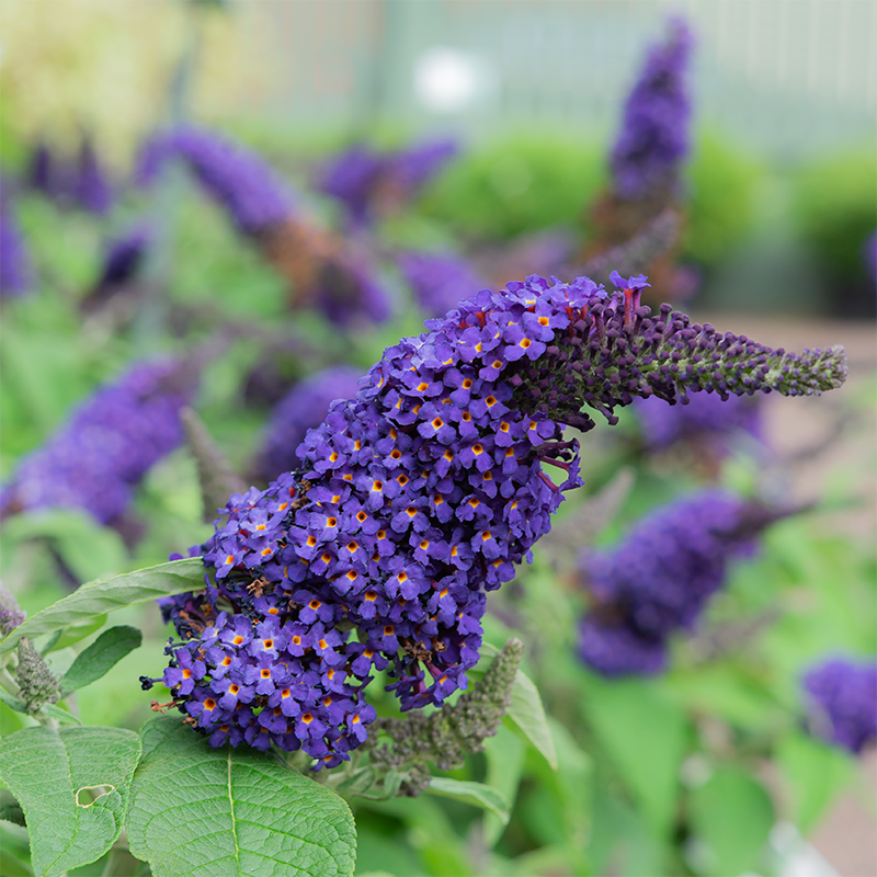 Buddleja 'Pugster Blue'