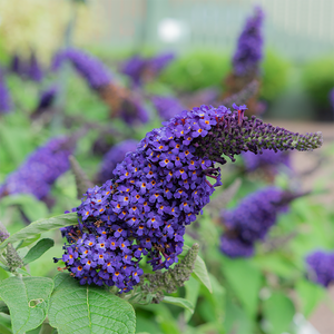 Buddleja 'Pugster Blue'
