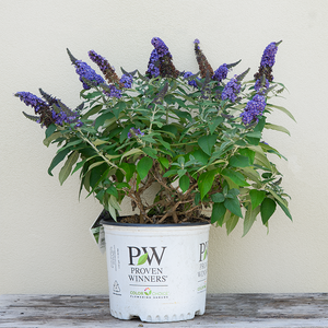 Buddleja 'Pugster Blue'