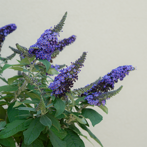 Buddleja 'Pugster Blue'