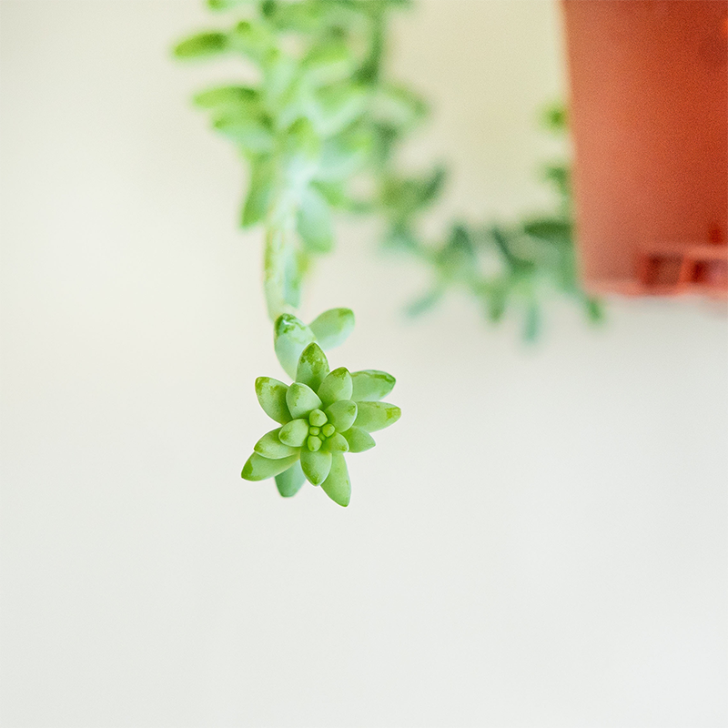 Burro's Tail 6" Hanging Basket