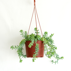 Burro's Tail 6" Hanging Basket