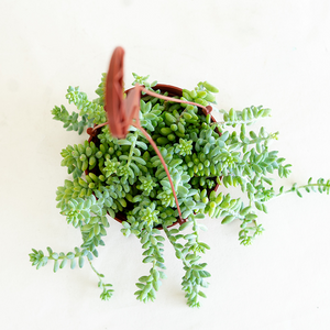 Burro's Tail 6" Hanging Basket