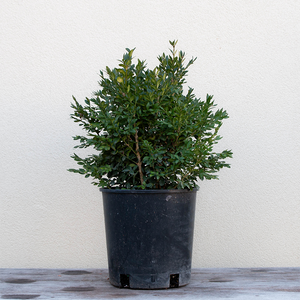 Buxus 'Green Velvet'