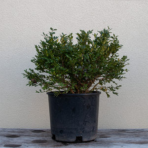 Buxus 'Green Velvet'