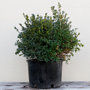 Buxus 'Green Velvet'