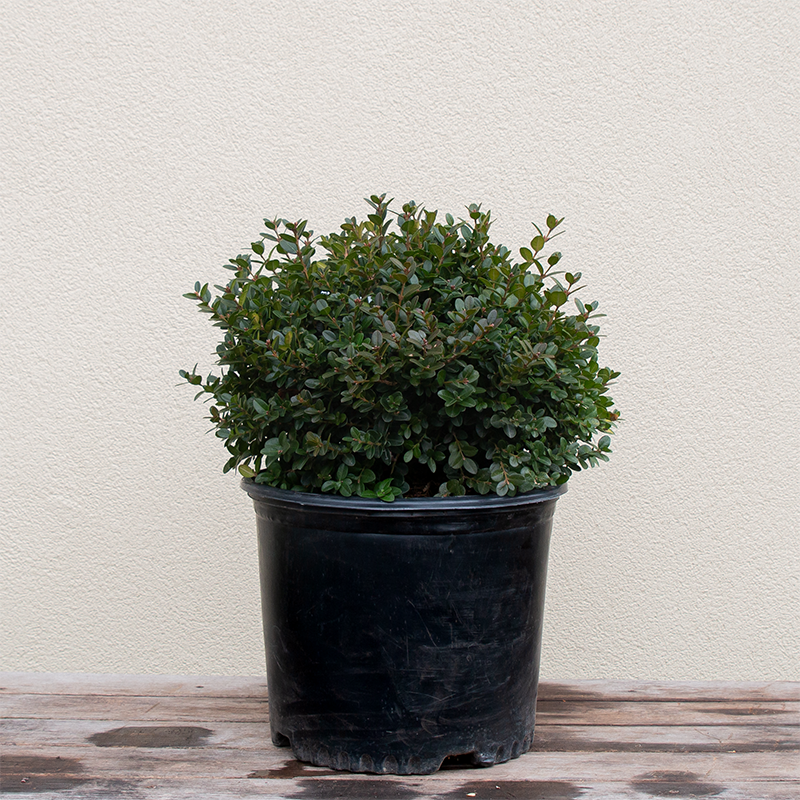 Buxus 'Little Missy'