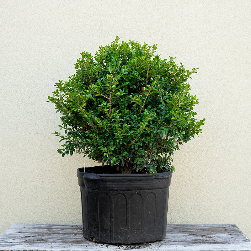 Buxus 'NewGen Independence'