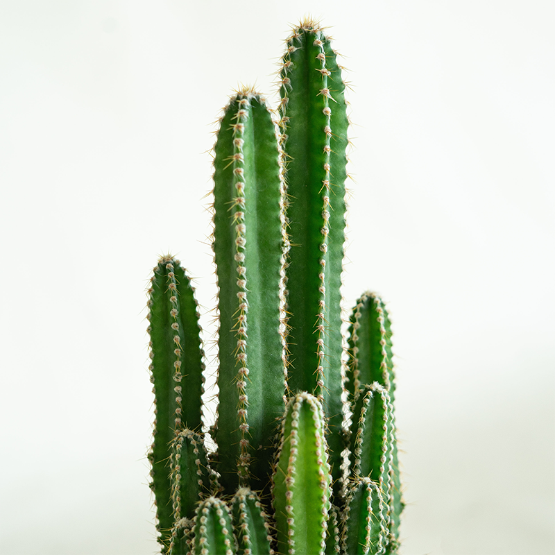 Cactus Fairy Castle 3.5"