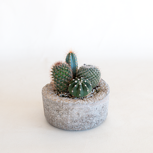 Cactus Garden Dish Small