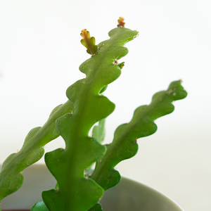Cactus Zig Zag 6"