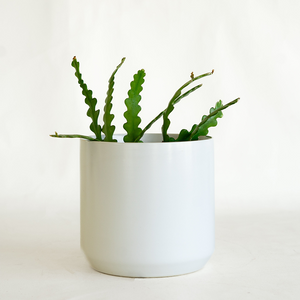 Cactus Zig Zag 6"