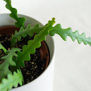 Cactus Zig Zag 6"