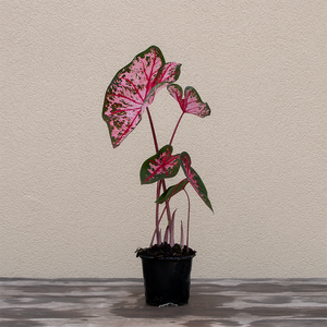 Caladium 'Carolyn Whorton' 4"