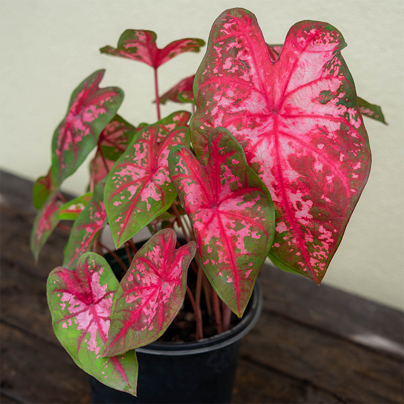 Caladium 'Carolyn Whorton' #1