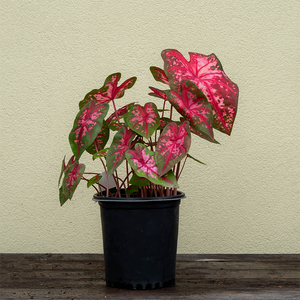 Caladium 'Carolyn Whorton' #1