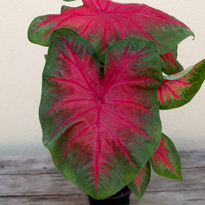 Caladium 'Frieda Hemple' 4"