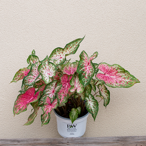 Caladium 'Heart & Soul' 6"