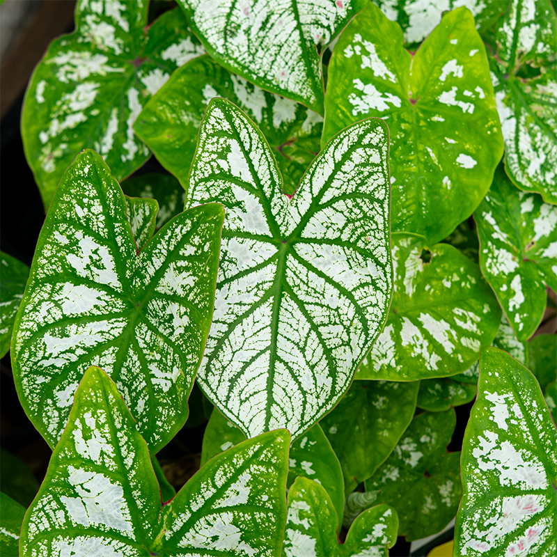 Caladium 'White Christmas' #1