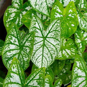 Caladium 'White Christmas' #1