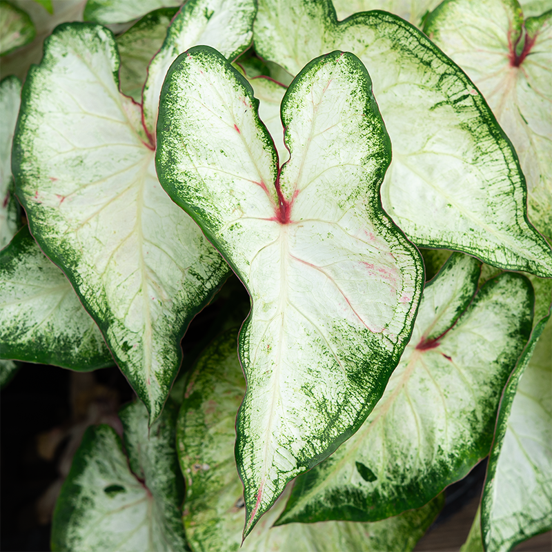Caladium 'White Wonder' 6"